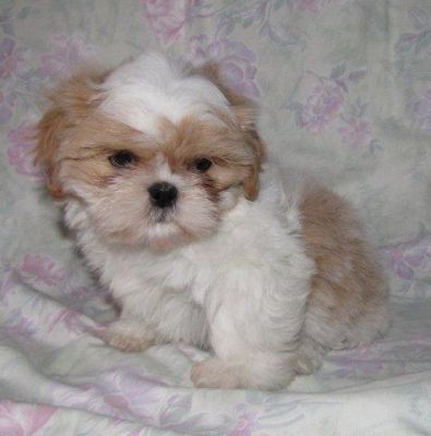 Shih Tzu Rüden dürfen ausziehen