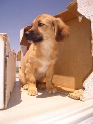 Sheriff Toy – Ganz viel goldige Welpenfröhlicheit sucht fröhliche Zweibeiner!