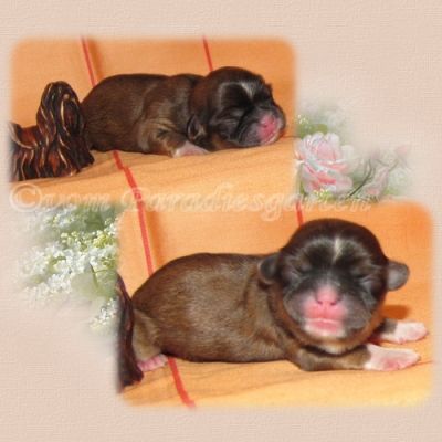 Shih Tzu Welpen aus dt. Zucht mit Papieren