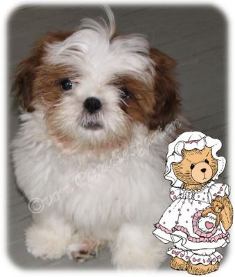 Shih tzu Rüde und Hündin