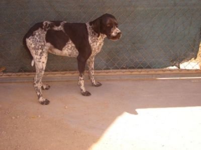 Moira – Super liebe, wunderschön gezeichnete „Dame“ hofft auf die Couch für’s Leben!