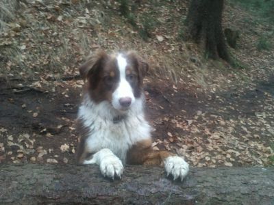 AnimalManShip - Axel Reichert - Tierpsychologie & Hundeschule