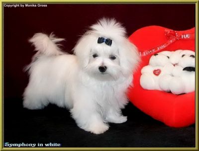 Malteserwelpe vom Malteser-Hundeparadies