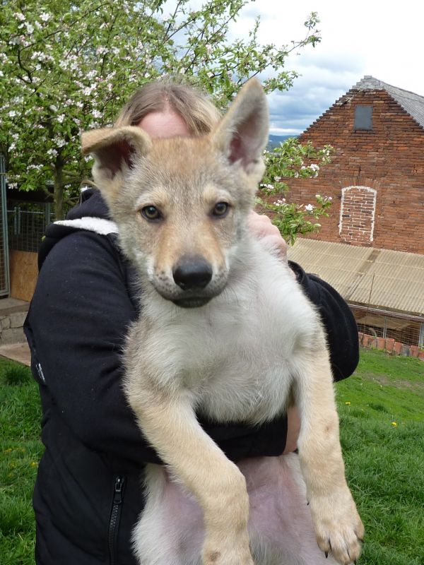 Tschechoslowakische Wolfshund