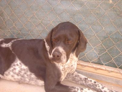 Moira – Super liebe, wunderschön gezeichnete „Dame“ hofft auf die Couch für’s Leben!