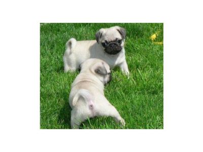  BEIGE REINRASSIGE MOPSWELPEN ABZUGEBEN