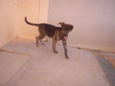 Chispita – Optisch außergewöhnliche Hyänen-Welpen-Lady mit Traumcharakter!