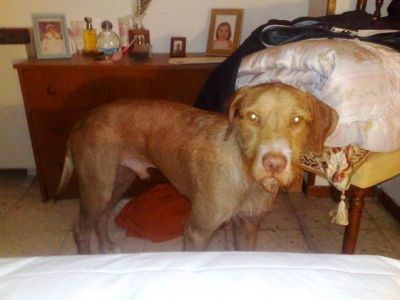 Rufo – Liebevoller, häuslicher Sunnyboy verliert sein Zuhause!