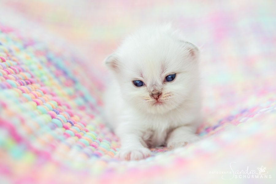 Tapsige Britenkinder in verschiendenen Farben suchen...  