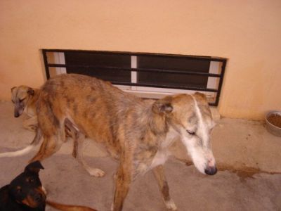 Espartaco – Der fröhliche Familien-“Spartakus“ unter den Rauhaar Galgos!