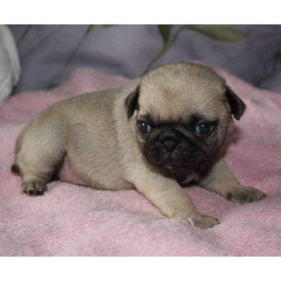 Mops Welpen mit Papiere 100%‏ Gesund