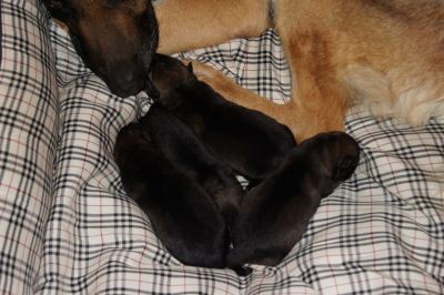 WUSV Weltmeister / Bundessieger / FCI Weltmeister und ...........