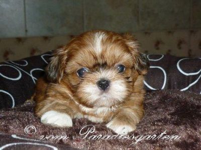 Gesunde kleine Shih Tzu Welpen mit Papieren