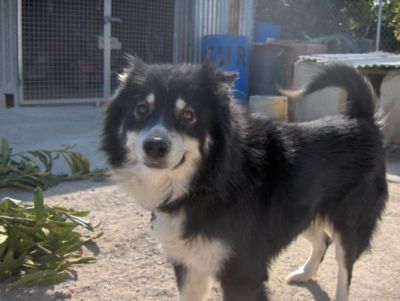 Husk – Echter Fellkumpel mit riesen großem Herz!