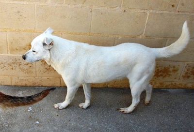 Snowy – Liebevoller Schneekönig bittet höflich um seine Couch!