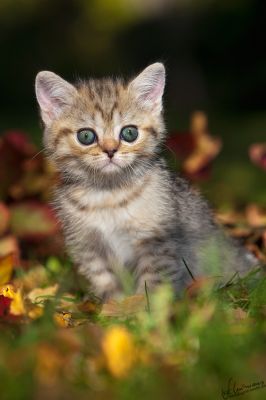 BKH und Highlander Babys in Red, Tabby und Colourpoint...  
