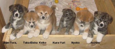 Akita-inu Welpen aus Almaju.cz