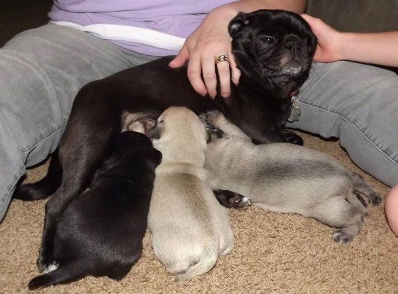 Mops Welpen mit allen Papieren/