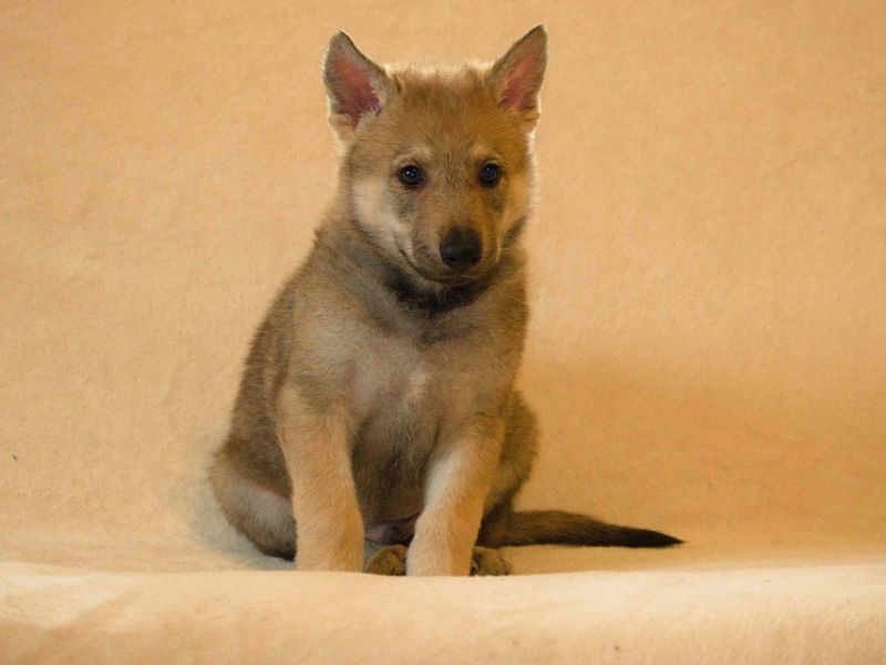 Tschechoslowakische Wolfshund, FCI