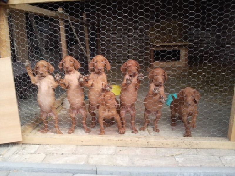 Reinrassige Magyar Vizsla Welpen suchen neue Familie