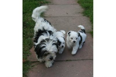 Zuckersüße Bolonka Welpen  Chip EU Pass