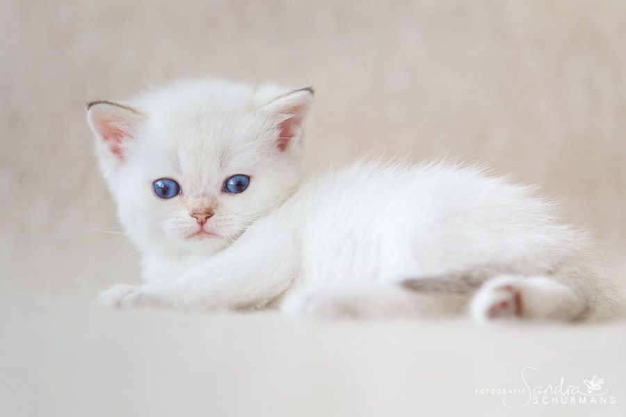 Zauberhafte Britenkinder suchen... 