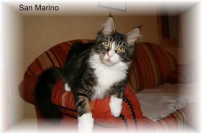 Erwachsene, typvolle Maine Coon`s abzugeben