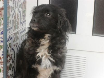 Tabata – Dankbares, samtiges Hundemädchen bittet um ihr Deckchen !