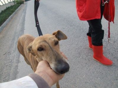 Gala – Hier schlägt des Galgo Fan’s Herz zehn Takte höher!