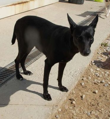 Azul – Gibt es auch einen Couchplatz für ein zartes, sanftes Rehlein?