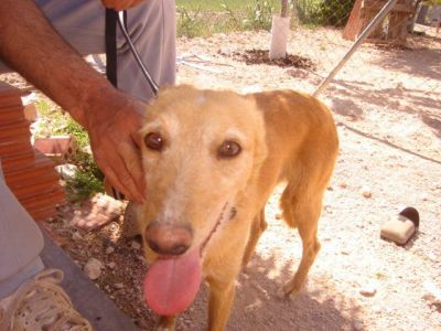 Roxi – Spanische Blondie mit wundervollem Charakter bittet um Familienanschluß!