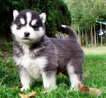 Extrem süße Siberian Husky Welpen