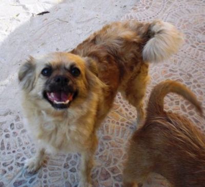 .Tatiana – Ganz liebe, kleine Hundemama hofft endlich auf ihr Coucheckchen!