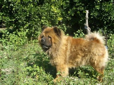 Yacko – Treues Chowchow Juwel für den liebevollen Chowchow Freund!