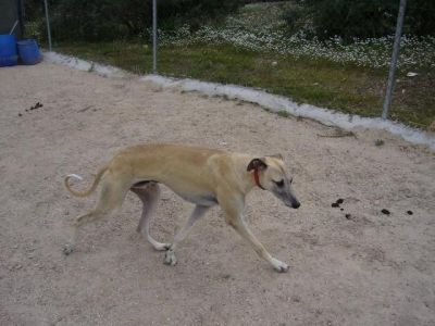 Galeón – Ganz lieben Couchplatz für sanften, sandfarbenen Galgo gesucht!
