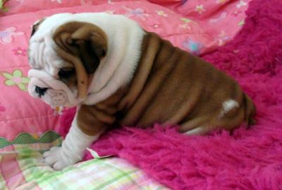 Englische Bulldogge welpen
