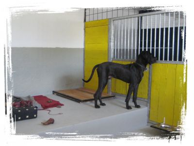 Hundepension-Salostowitz