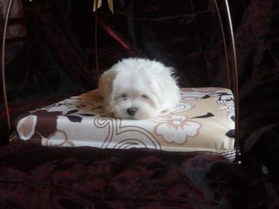 Malteserwelpen suchen ein Zuhause..