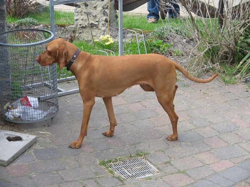  Reinrassige Magyar Vizsla Welpen suchen neue Familie