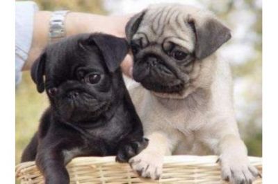Reinrassige Schwarze & Beige Mops Welpen