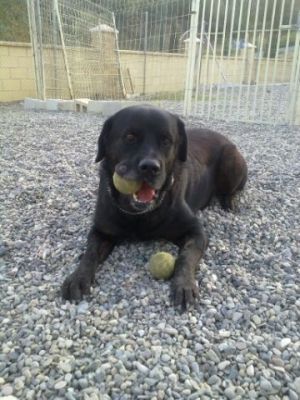 Hermes – Lebensbejahender, ausgeglichener Anti-Stress-Hund bittet um seine finale Couch!