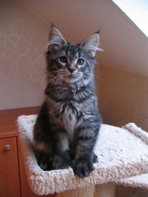 Maine Coon
