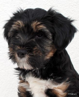 Tibet Terrier Welpen