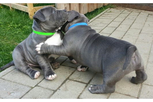 Reinrassige Pittbull Welpen