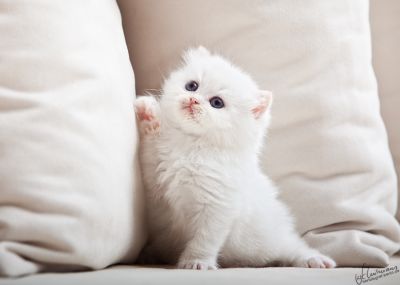 Britisch Langhaar Babys aus der Mondburg suchen Adoptiveltern