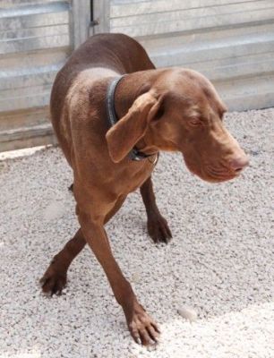 Charles – Noblesse, Loyalität und Schönheit bitten um Wärme & Liebe!