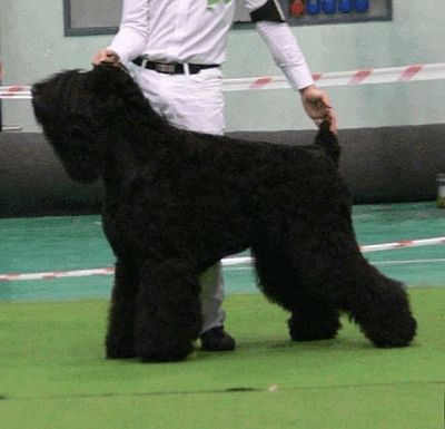 SCHWARZER RUSSISCHER TERRIER - Welpen