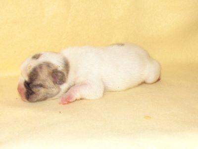 Französische Bulldoggen in Reverse