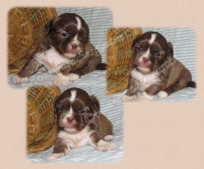 Shih tzu Rüde und Hündin