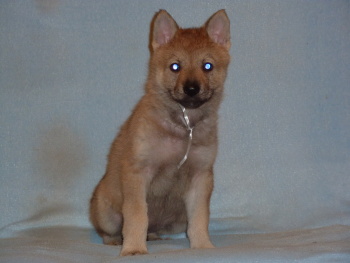 Tscechoslovakische Wolfshund